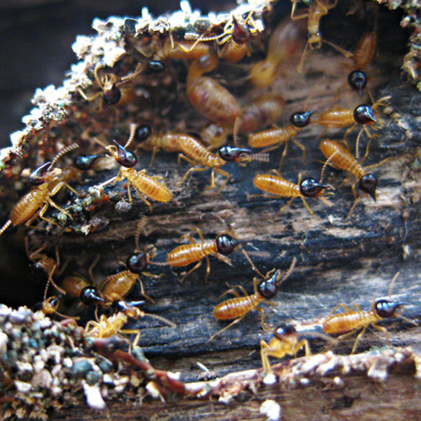 Termites The Pest Cartel Central Florida Pest Control