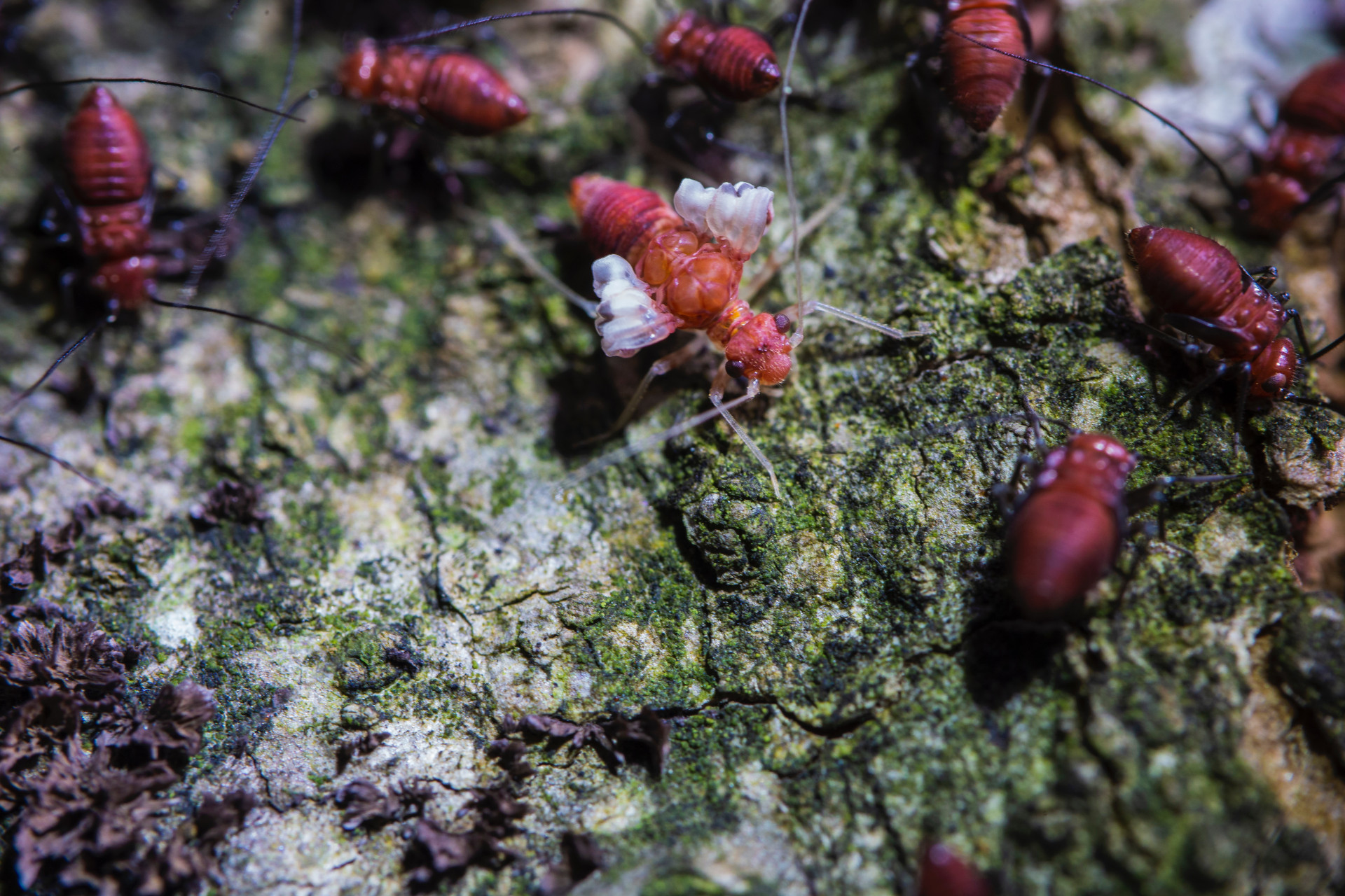 Common Signs Of Termite Infestation The Pest Cartel Central Florida