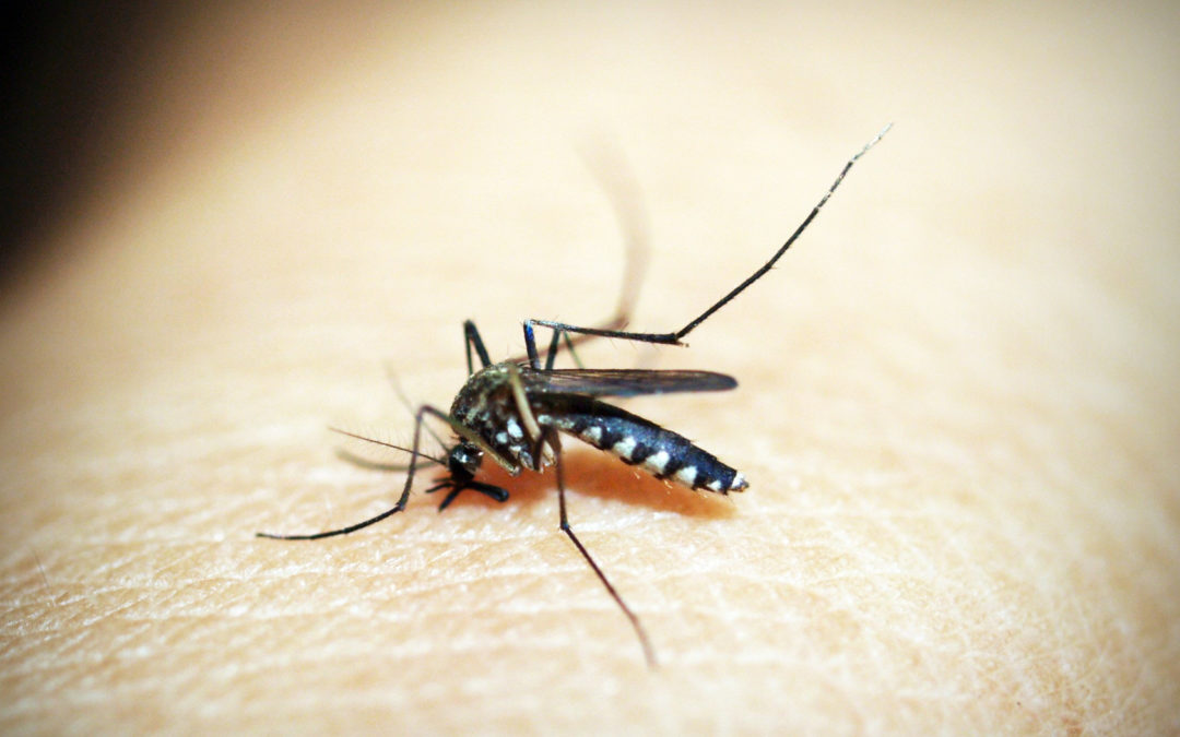 Central Florida Mosquito Control: Now Servicing Lakeland for Mosquito Control Services