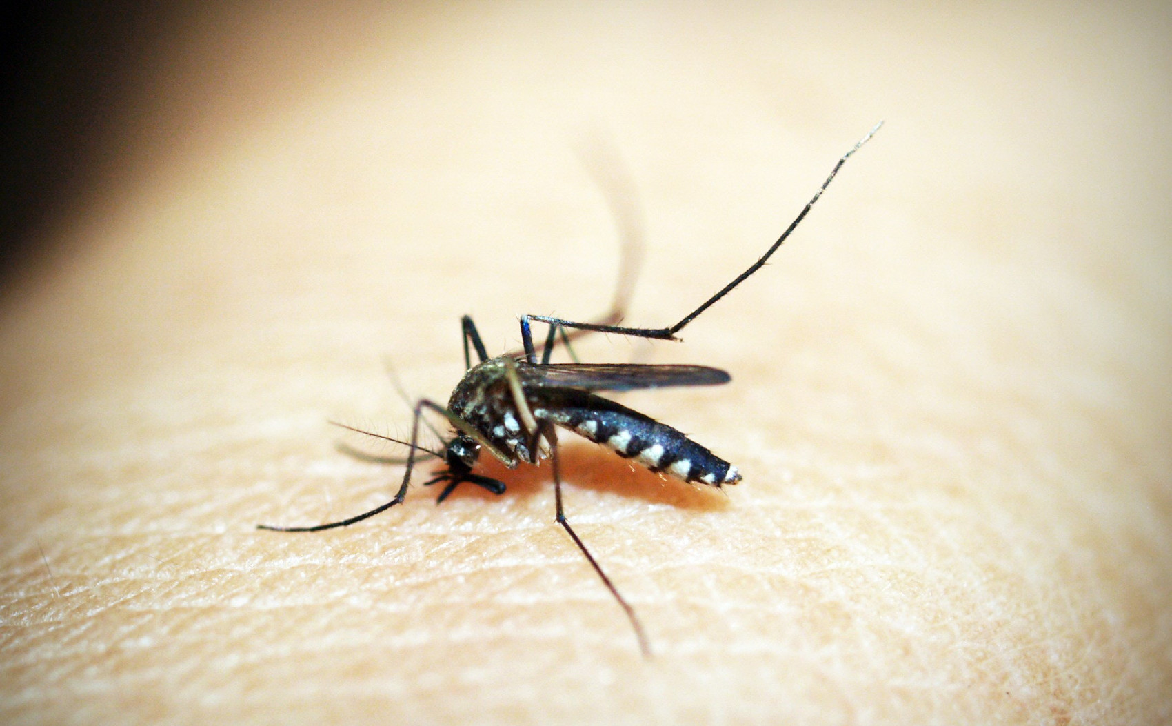 The Pest Cartel: Now Servicing Lakeland for Mosquito Control Services