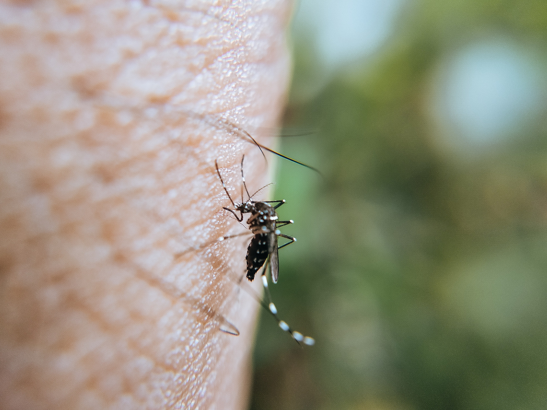 Pest Cartel | Serving Hillsborough and Polk County | Mosquito Control