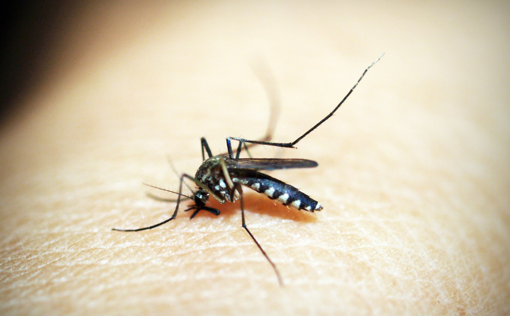 Central Florida Mosquito Control: Now Servicing Lakeland for Mosquito Control Services Central Florida Mosquito Control: Now Servicing Lakeland for Mosquito Control Services
