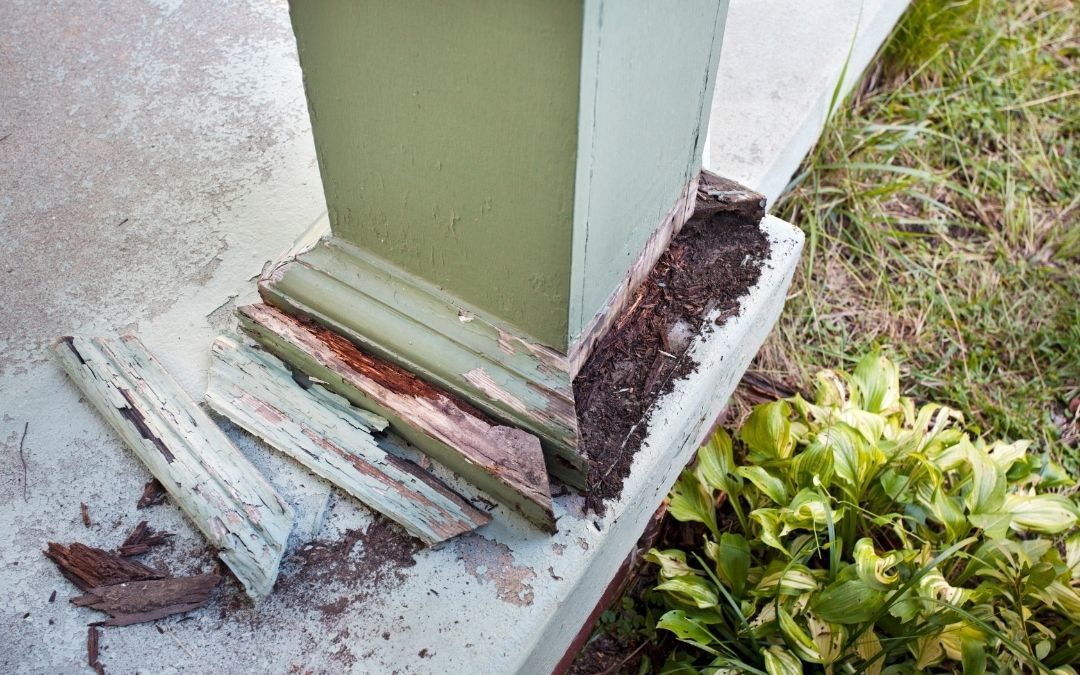 What Should I Know About Termites in Florida?