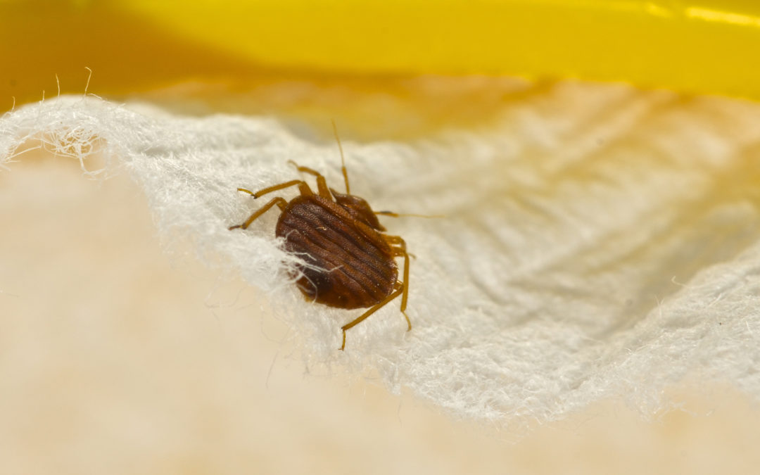 Bed Bug Treatments - Central Florida Pest Control - The Pest Cartel