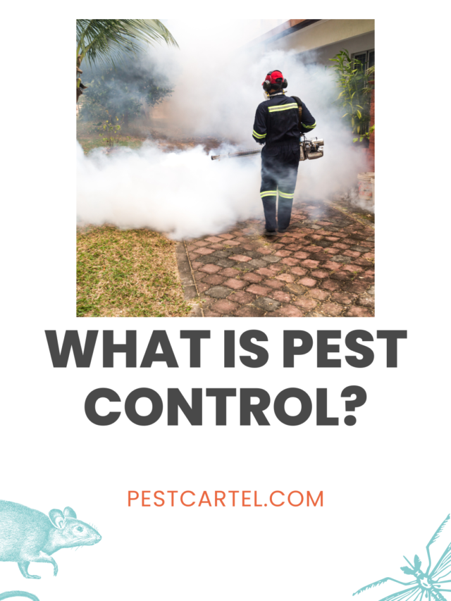 What Is Pest Control?🪳