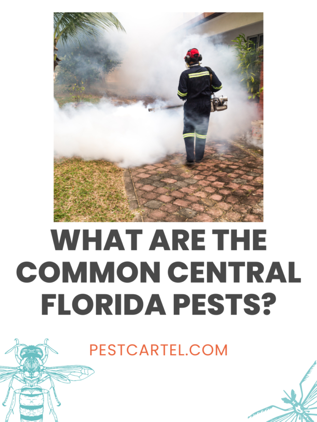 What Are the Common Central Florida Pests?
