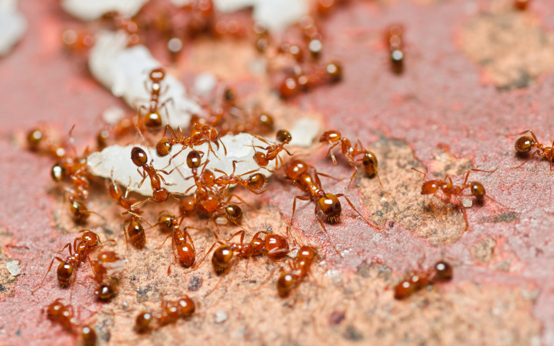 Fire Ant Treatment