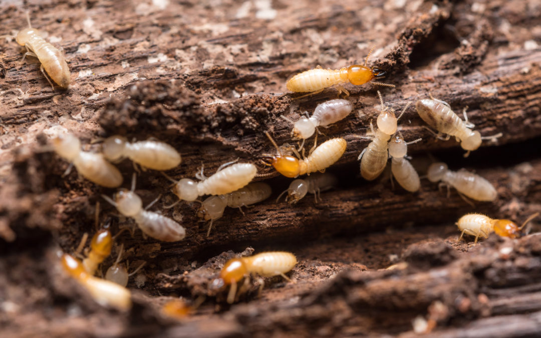 Termite Pest Control - Central Florida Pest Control