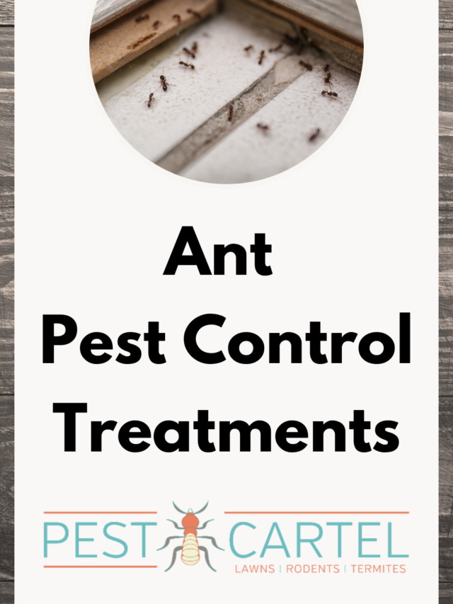 Ant Pest Control Treatments