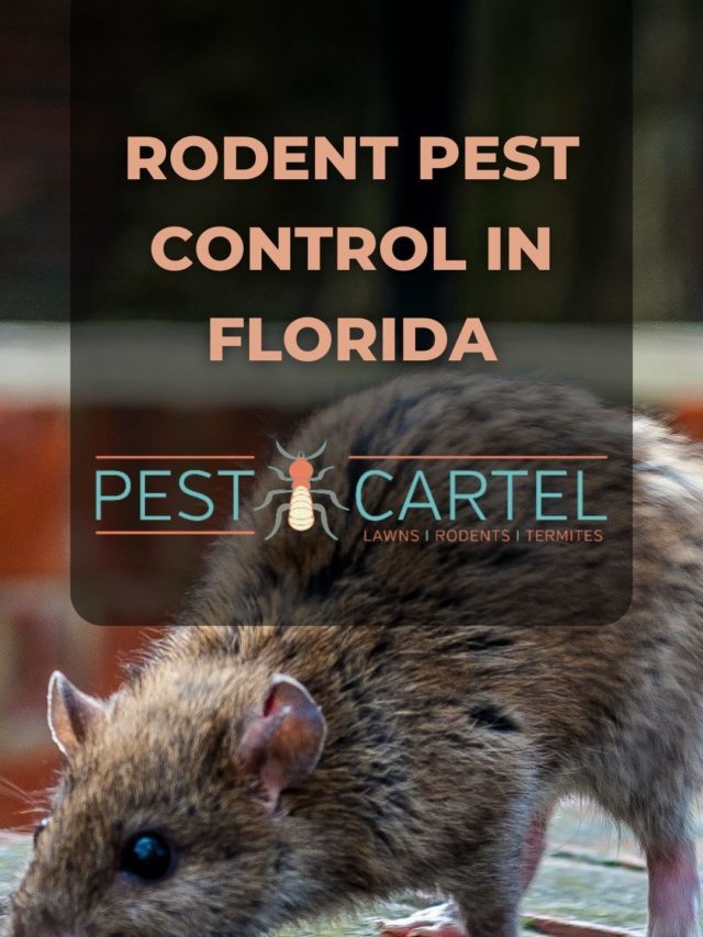 Rodent Pest Control in Florida