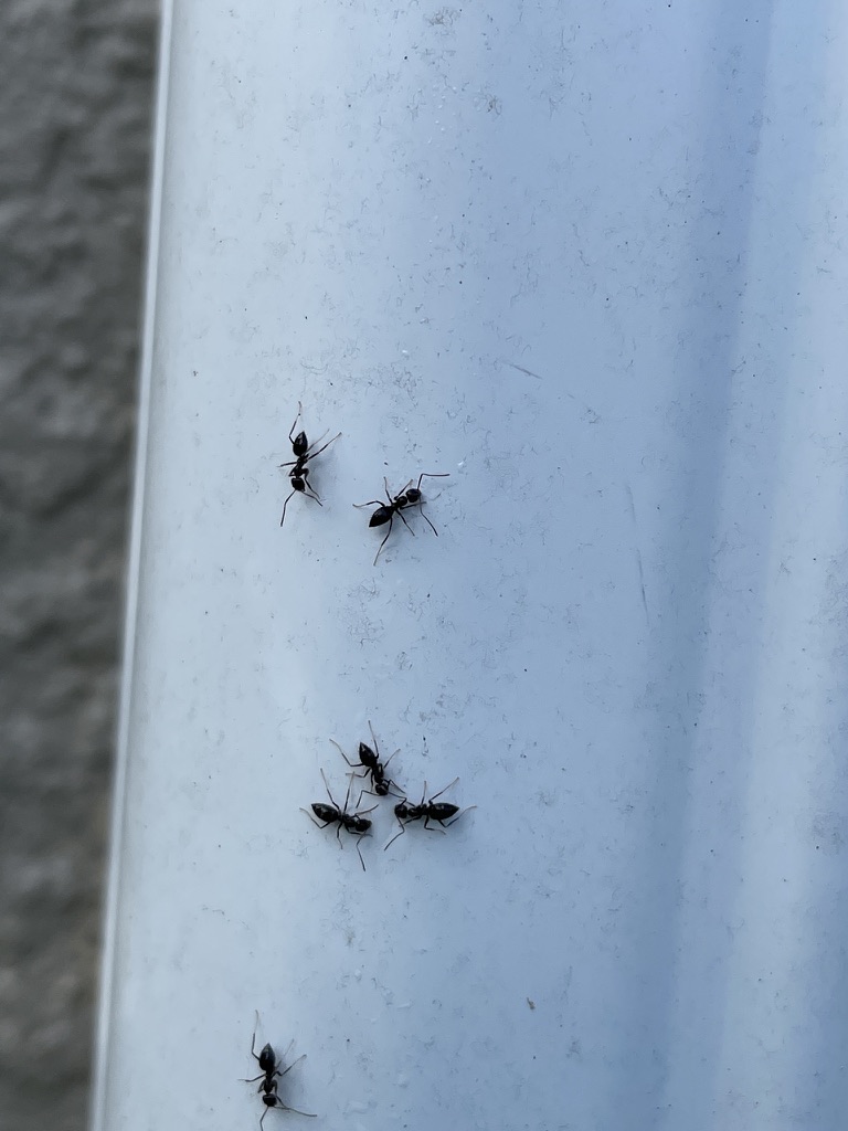Ant Control - Ant Pest Control Pest Cartel