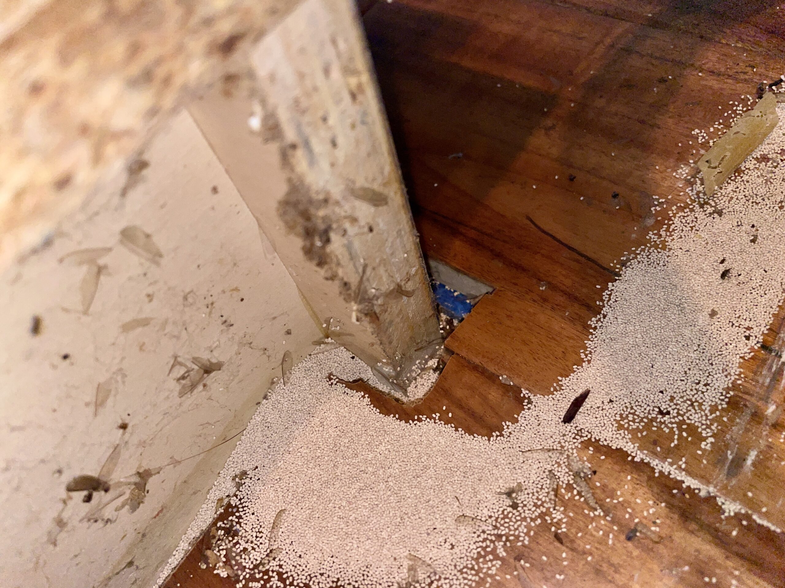 Close-up image of drywood termites Frass on a wooden surface, showcasing their pale, elongated bodies and distinctive straight antennae, often associated with structural damage in homes and buildings.