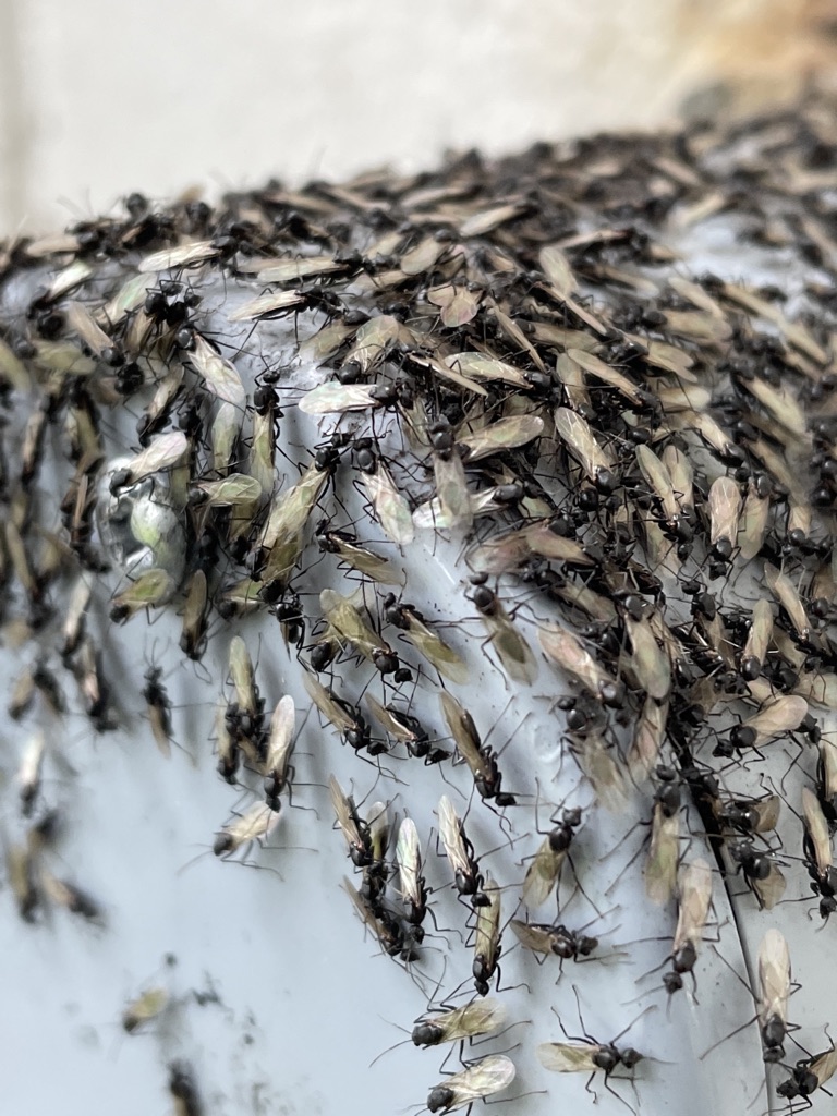 Winged ants swarming on exterior wall of Florida home